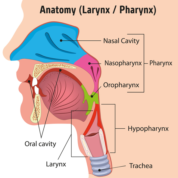 Human Larynx and Internal Pharynx